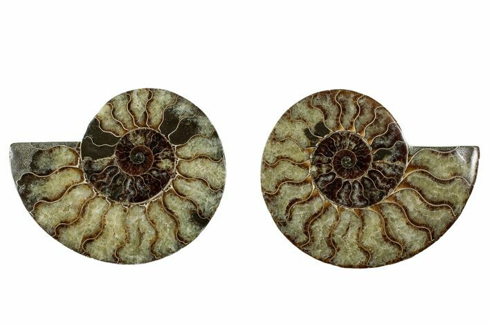 Cut & Polished, Agatized Ammonite Fossil - Madagascar #344481